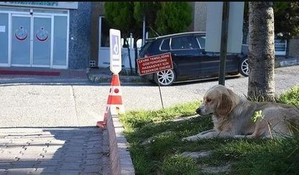 Sağlık Bakanlığı'ndan 81 ile yazı! Hastanelerde sahipsiz hayvan olmayacak